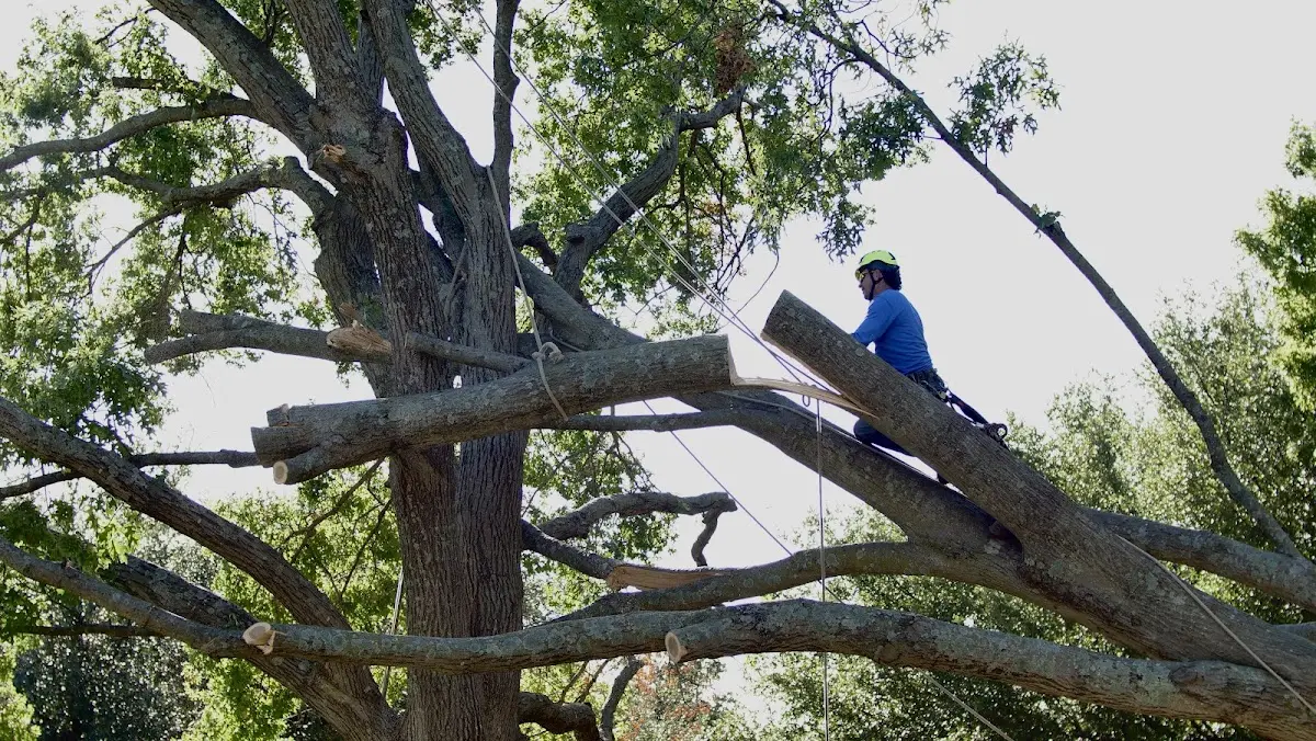 Professional Crown Thinning performed by certified arborists in Burgess